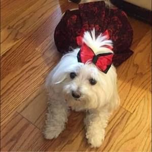 Meet your Posher, Pam